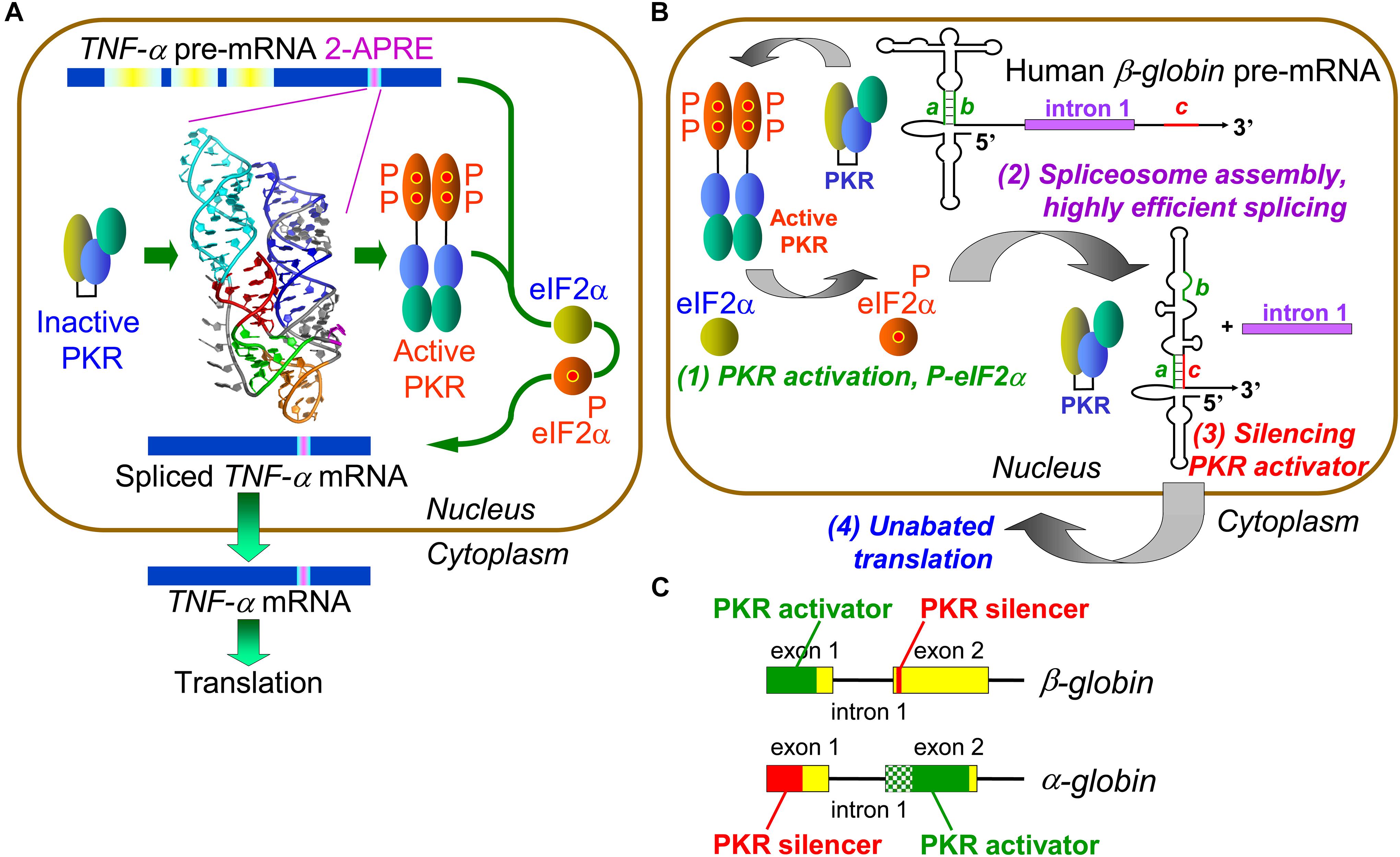 Mrna : Nukleosid-modifizierte mRNA - Wikipedia : Messenger rna, or mrna