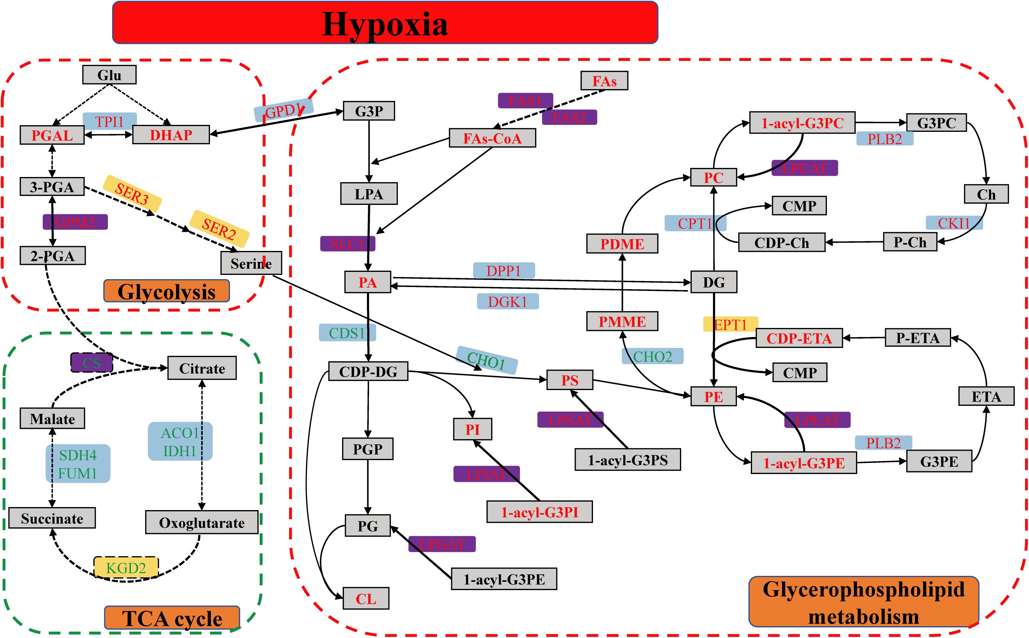 Nicholson Metabolic Pathways Chart