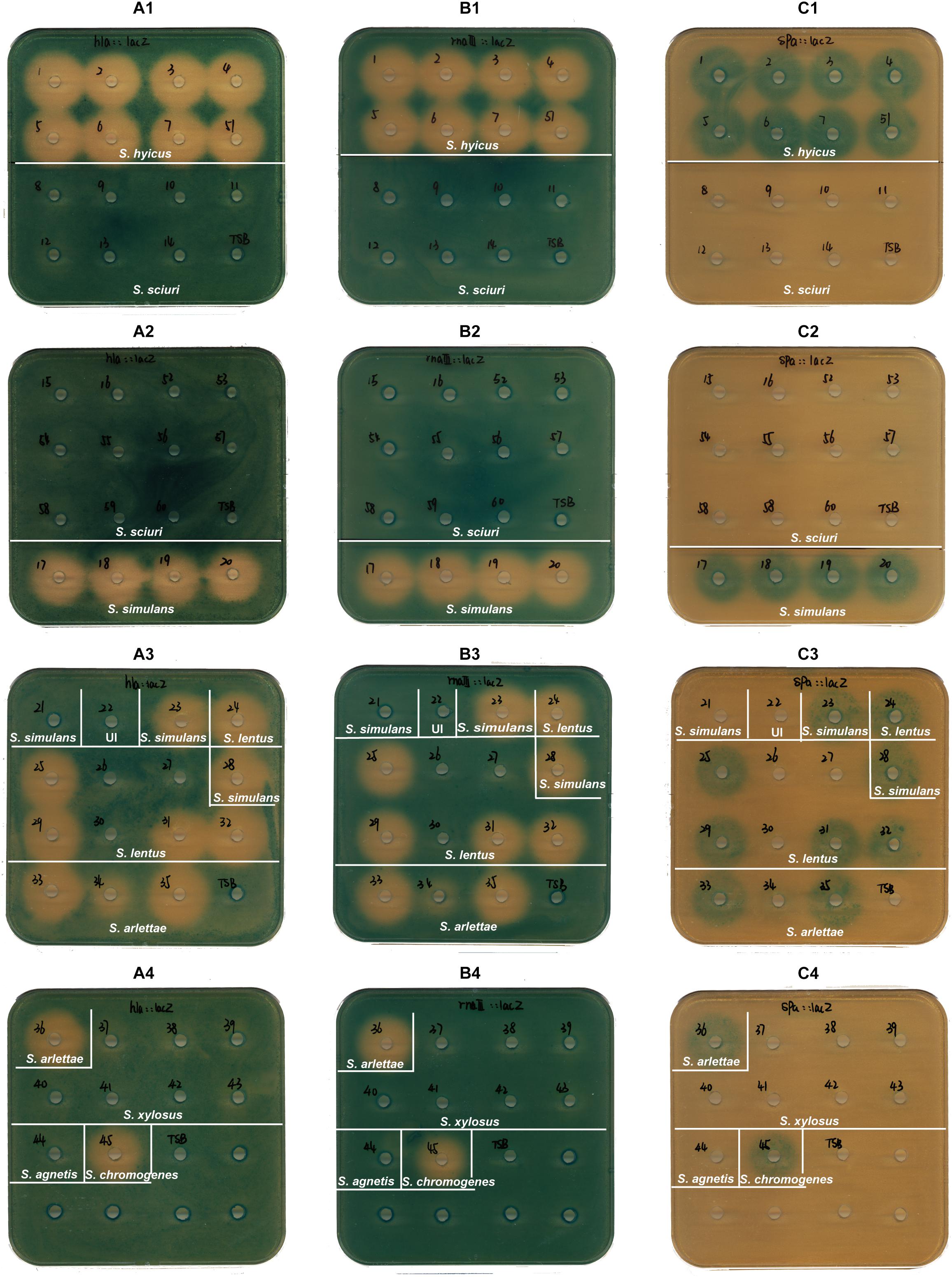 Frontiers  Cross-Talk between Staphylococcus aureus and Other  Staphylococcal Species via the agr Quorum Sensing System