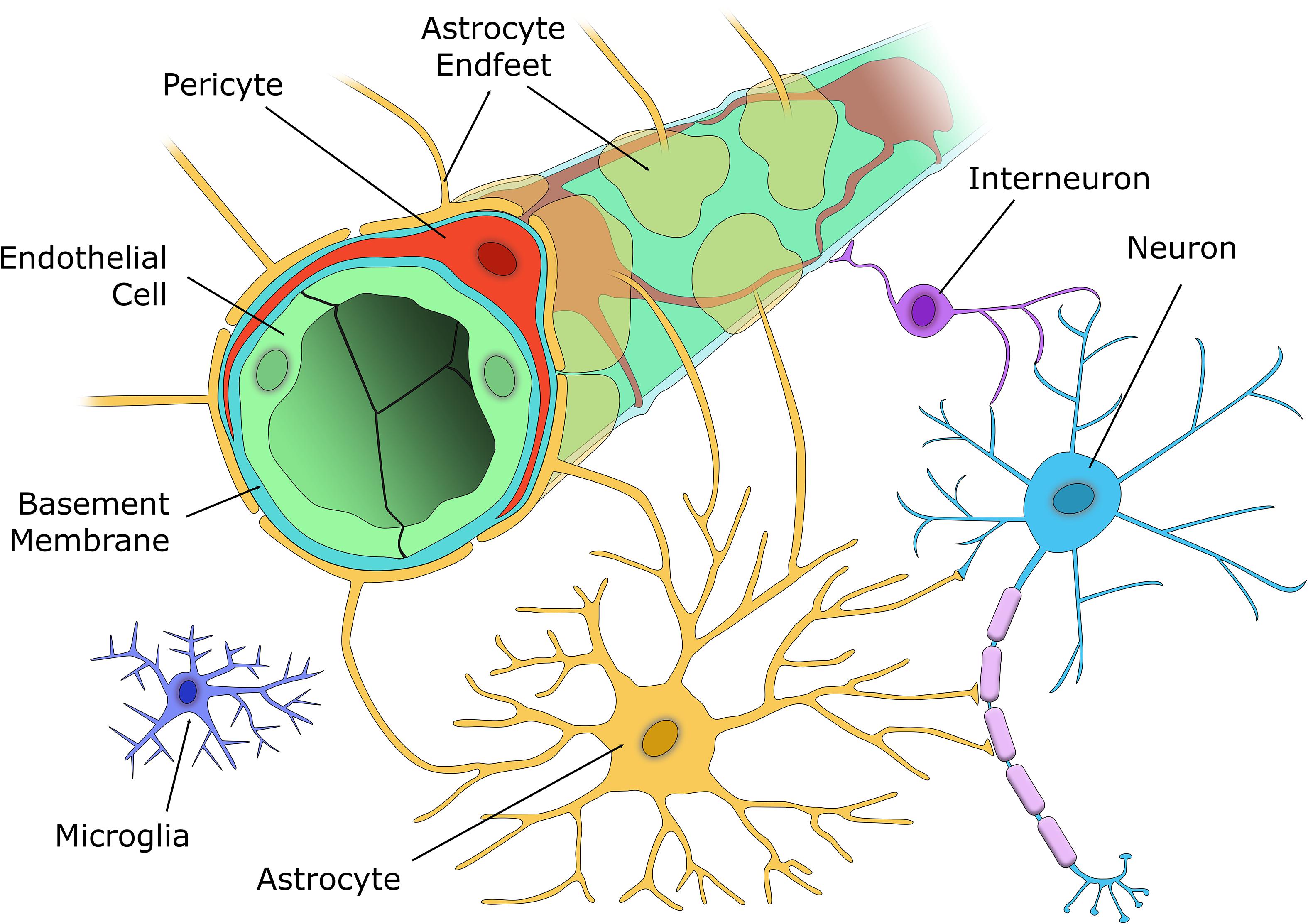 Астроцит клиника. Перициты и адвентициальные клетки. Клетки перициты. Перициты и астроциты. Адвентициальные клетки капилляров.