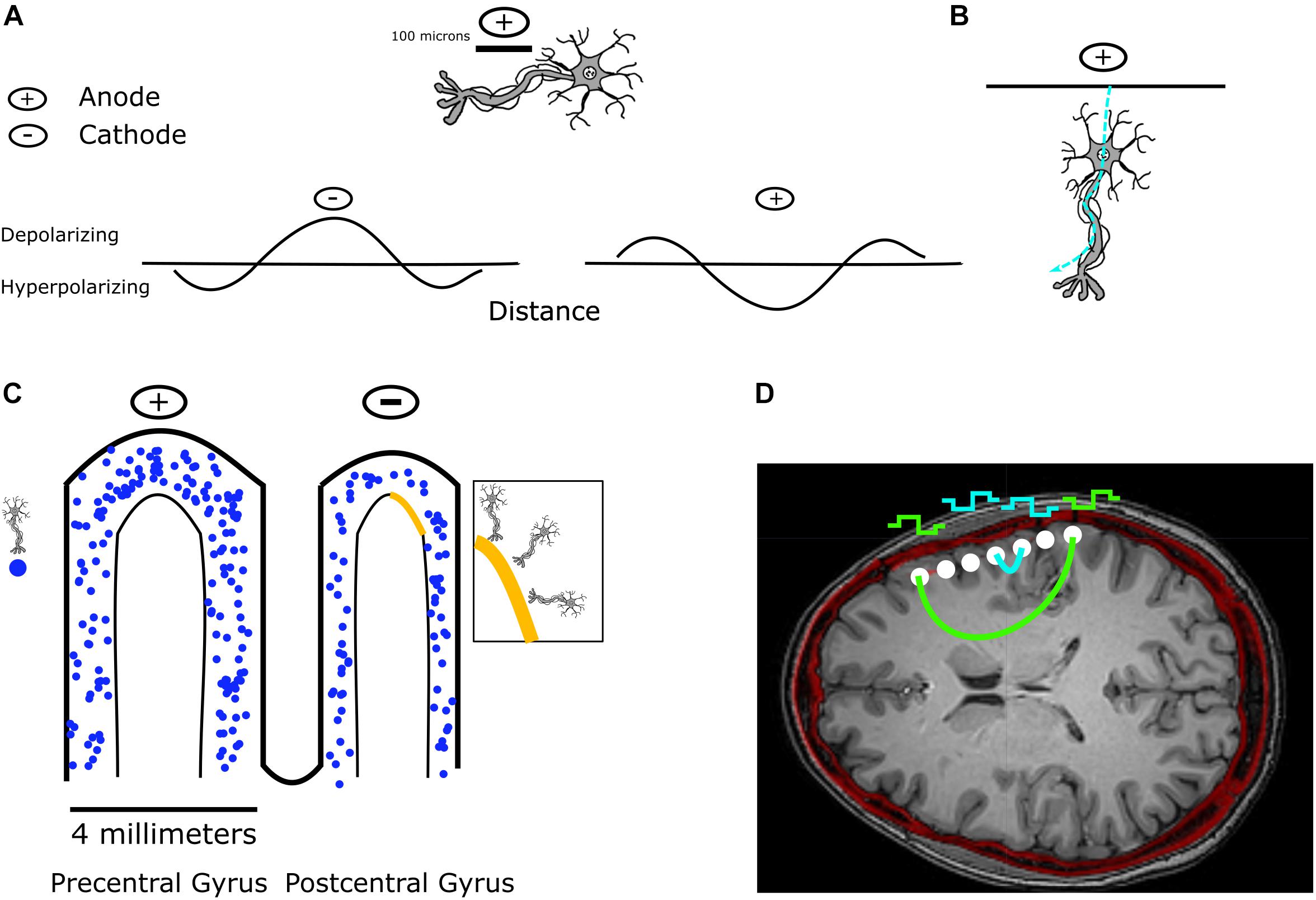 Frontiers  Safety and efficacy of electrical stimulation for