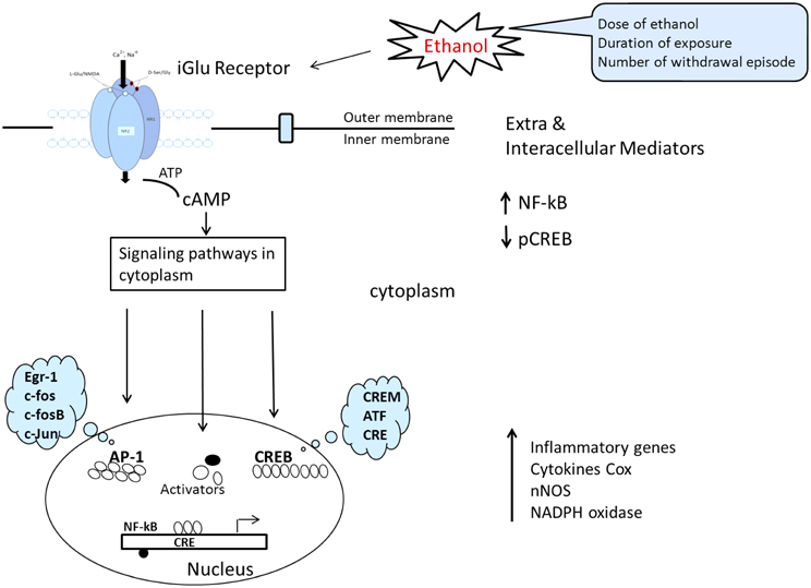 Frontiers Alcohol and NMDA receptor current research and future direction