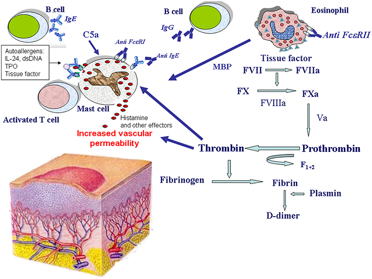 Frontiers Coagulation And Skin Autoimmunity