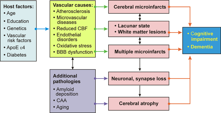 Stages Of Vascular Dementia Chart