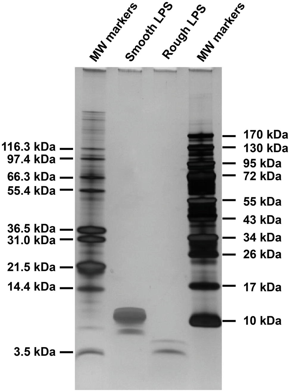 | Polysaccharide Length of Lipopolysaccharides Salmonella Minnesota Is Determinant of Aggregate Stability, Plasma Residence Time and Proinflammatory Propensity in vivo