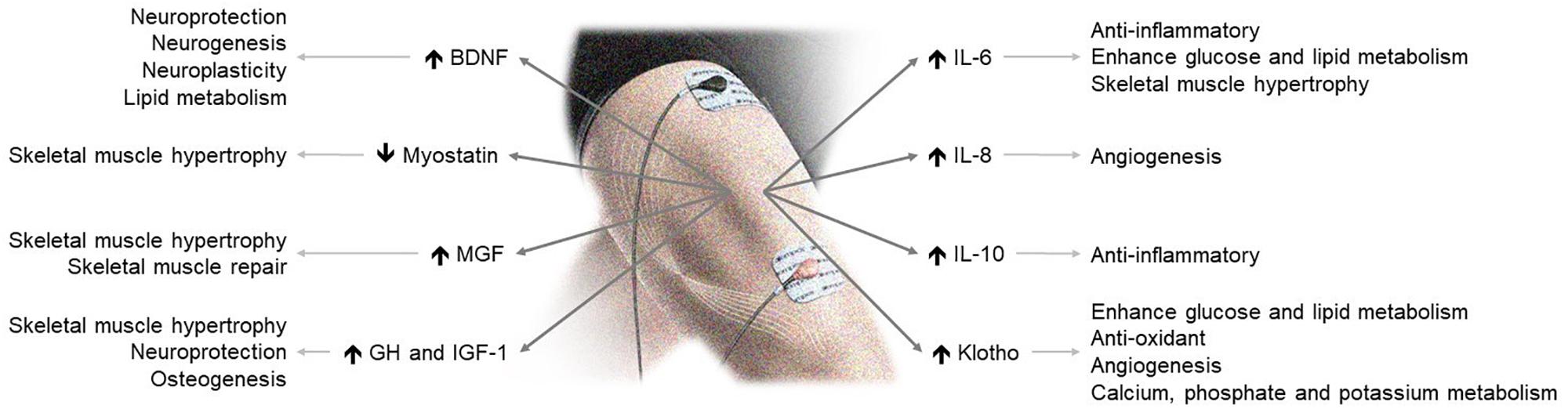 Electrotherapy Device Neuromuscular Electrical Stimulation Muscle