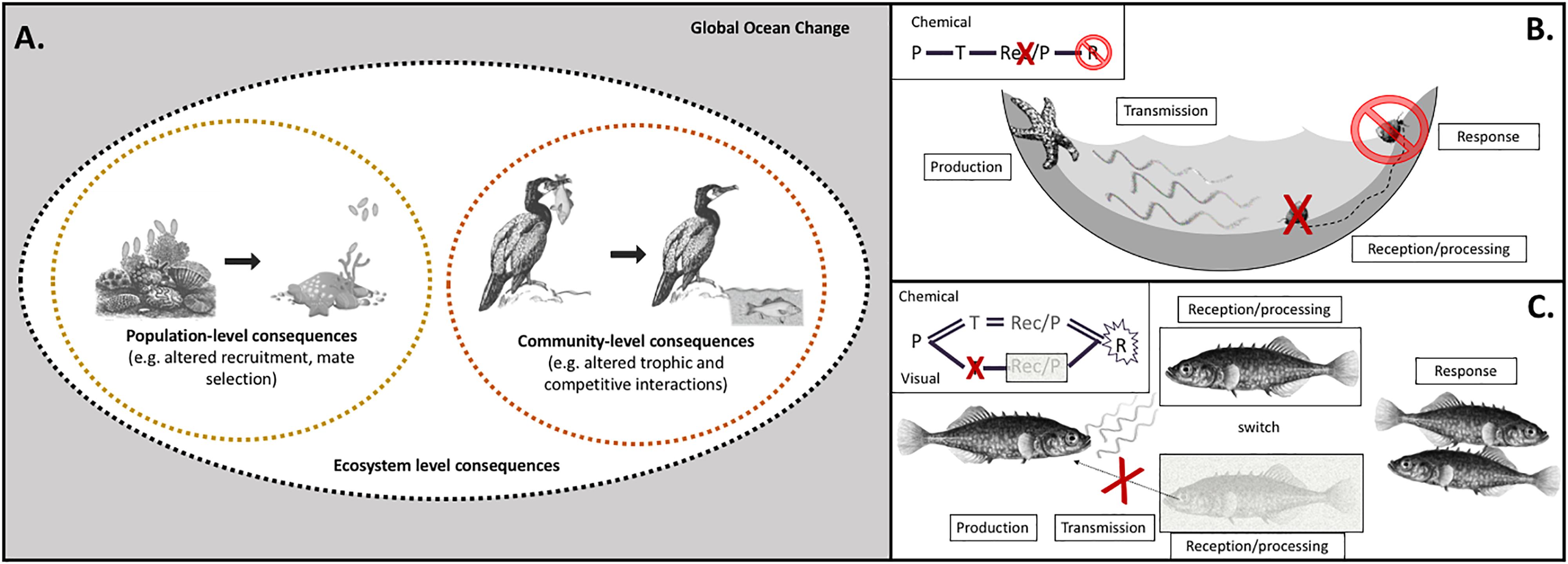 Sound pollution decreases the chances of love for oyster toadfish