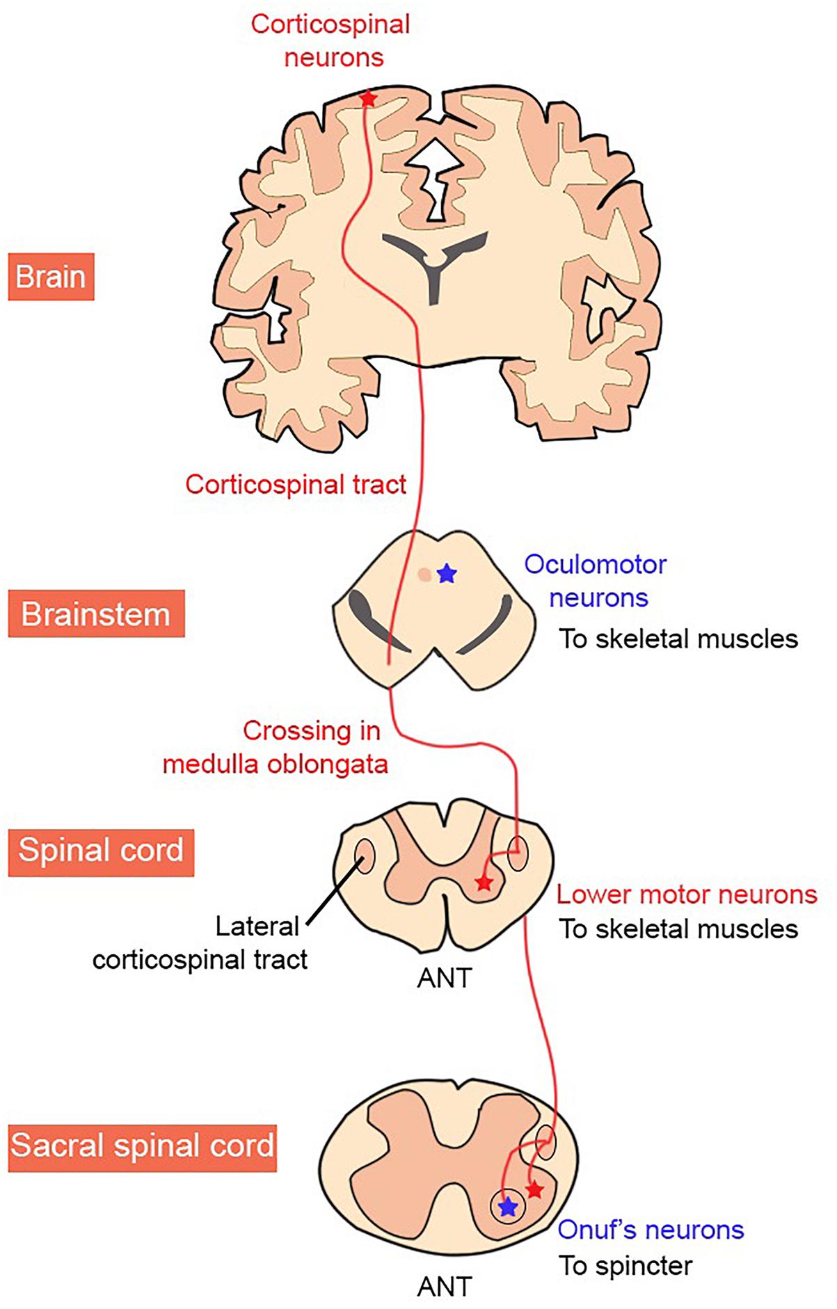 clima Passado pellet motor neuron anatomy não utilizado dedicação Esquisito