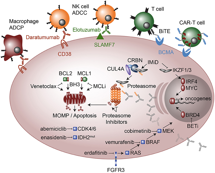 Frontiers Cell of Origin and Alterations in the Pathogenesis