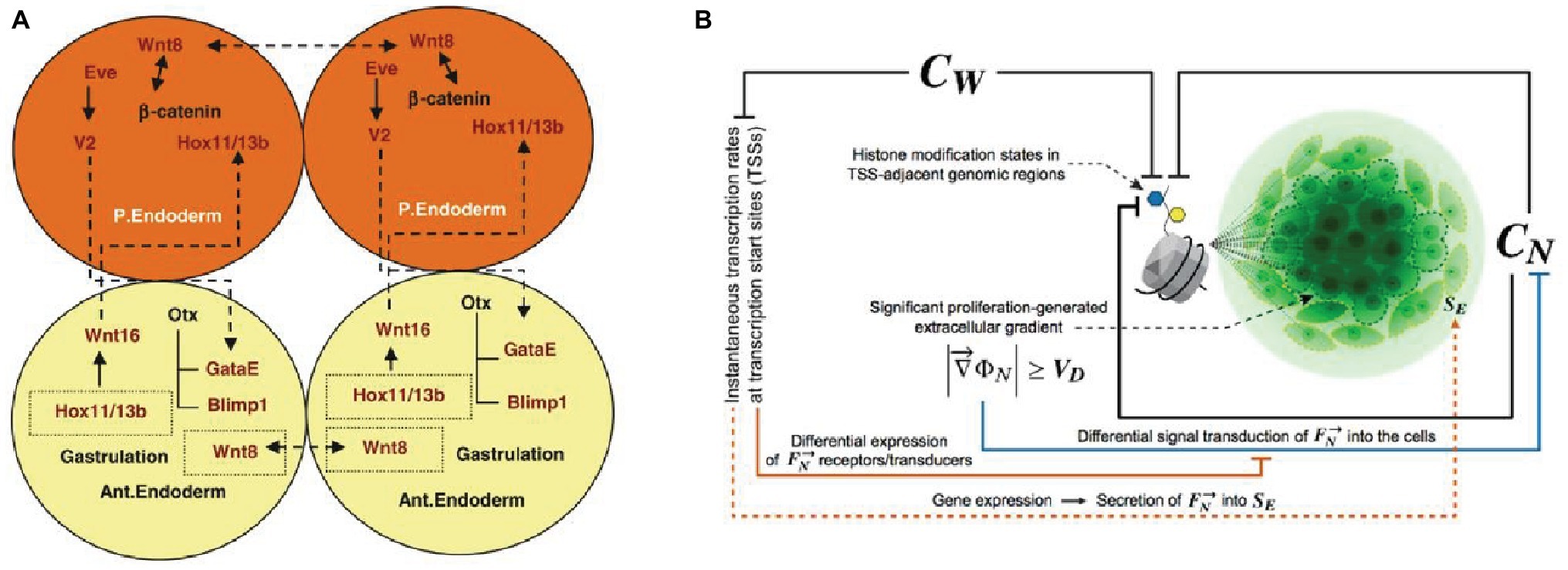 Frontiers | Understanding Multicellularity: The Functional Organization