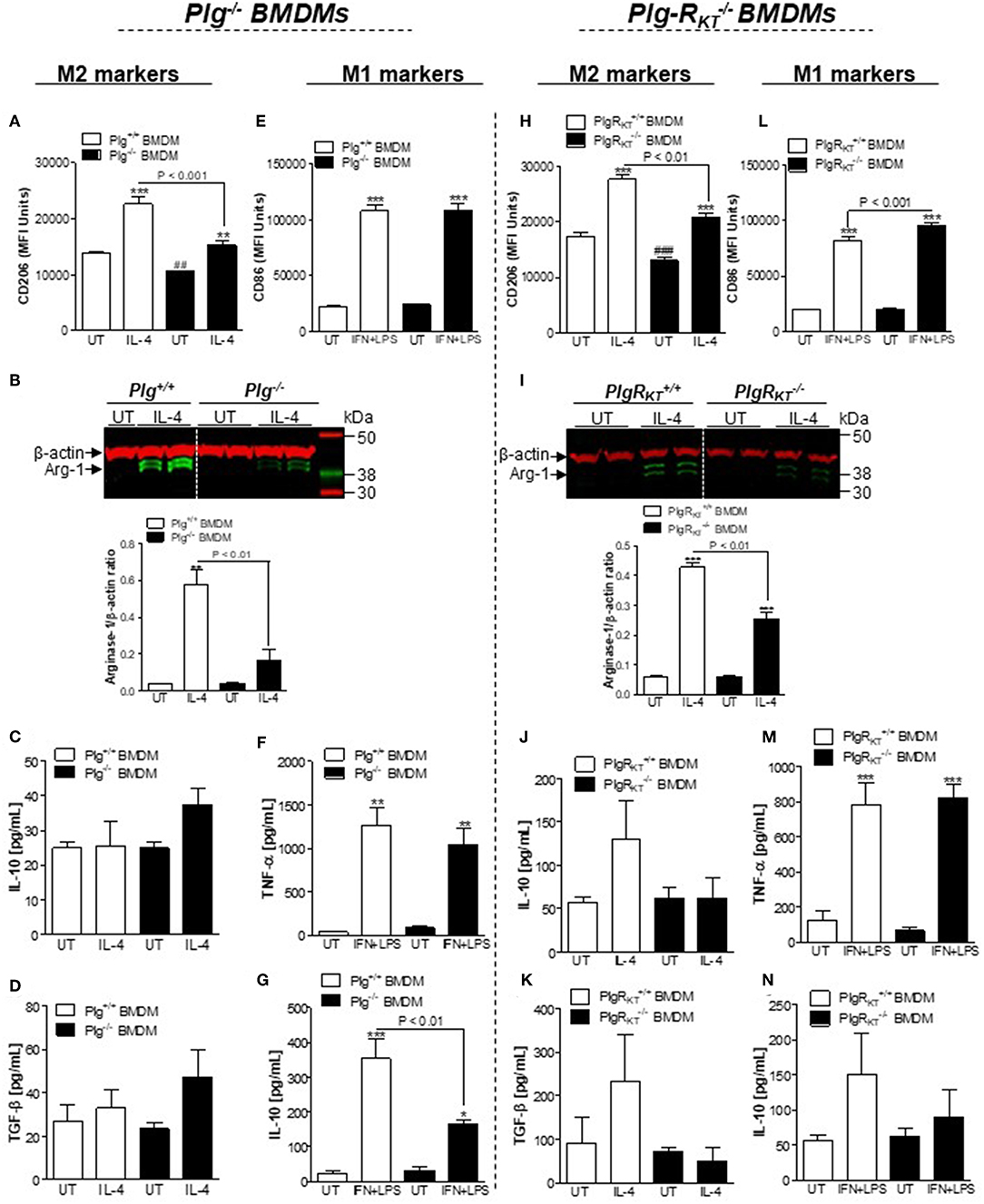 Frontiers Plasminogen And The Plasminogen Receptor Plg Rkt Regulate Macrophage Phenotypic And Functional Changes Immunology