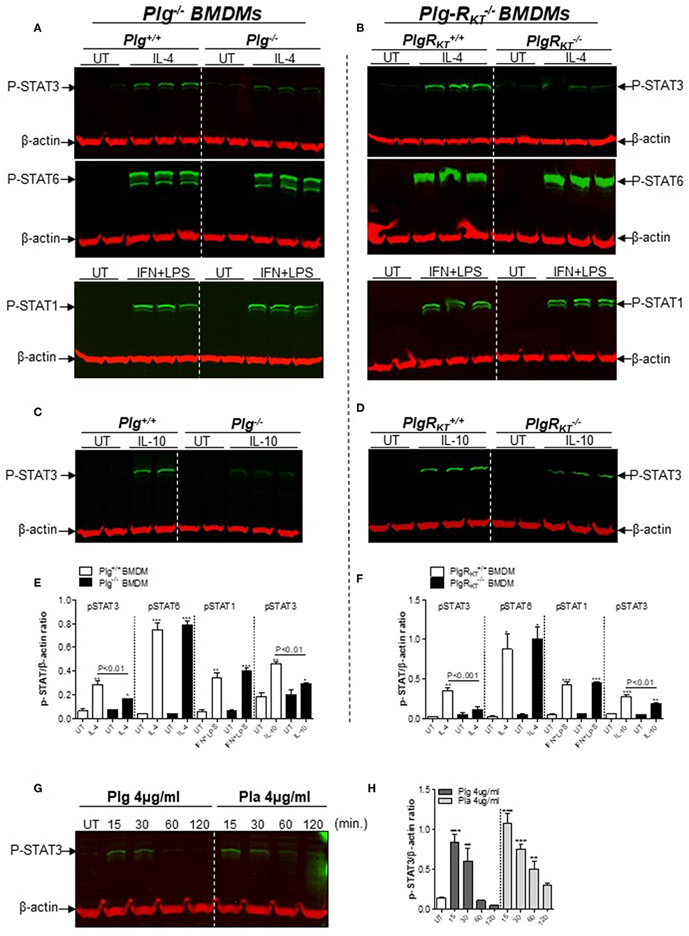 Frontiers Plasminogen And The Plasminogen Receptor Plg Rkt Regulate Macrophage Phenotypic And Functional Changes Immunology