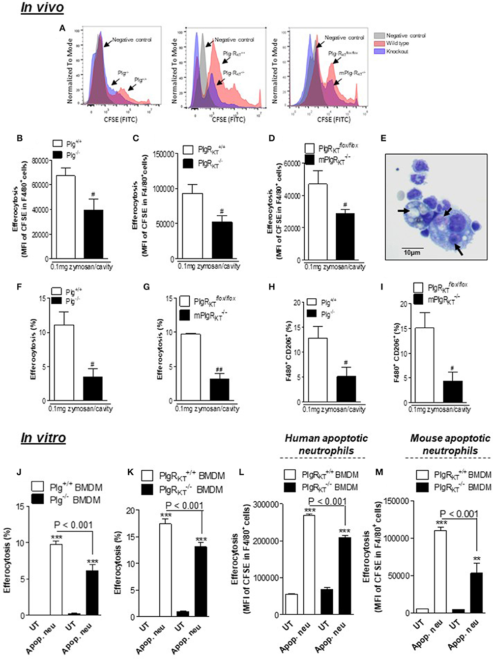 Frontiers Plasminogen And The Plasminogen Receptor Plg Rkt Regulate Macrophage Phenotypic And Functional Changes Immunology