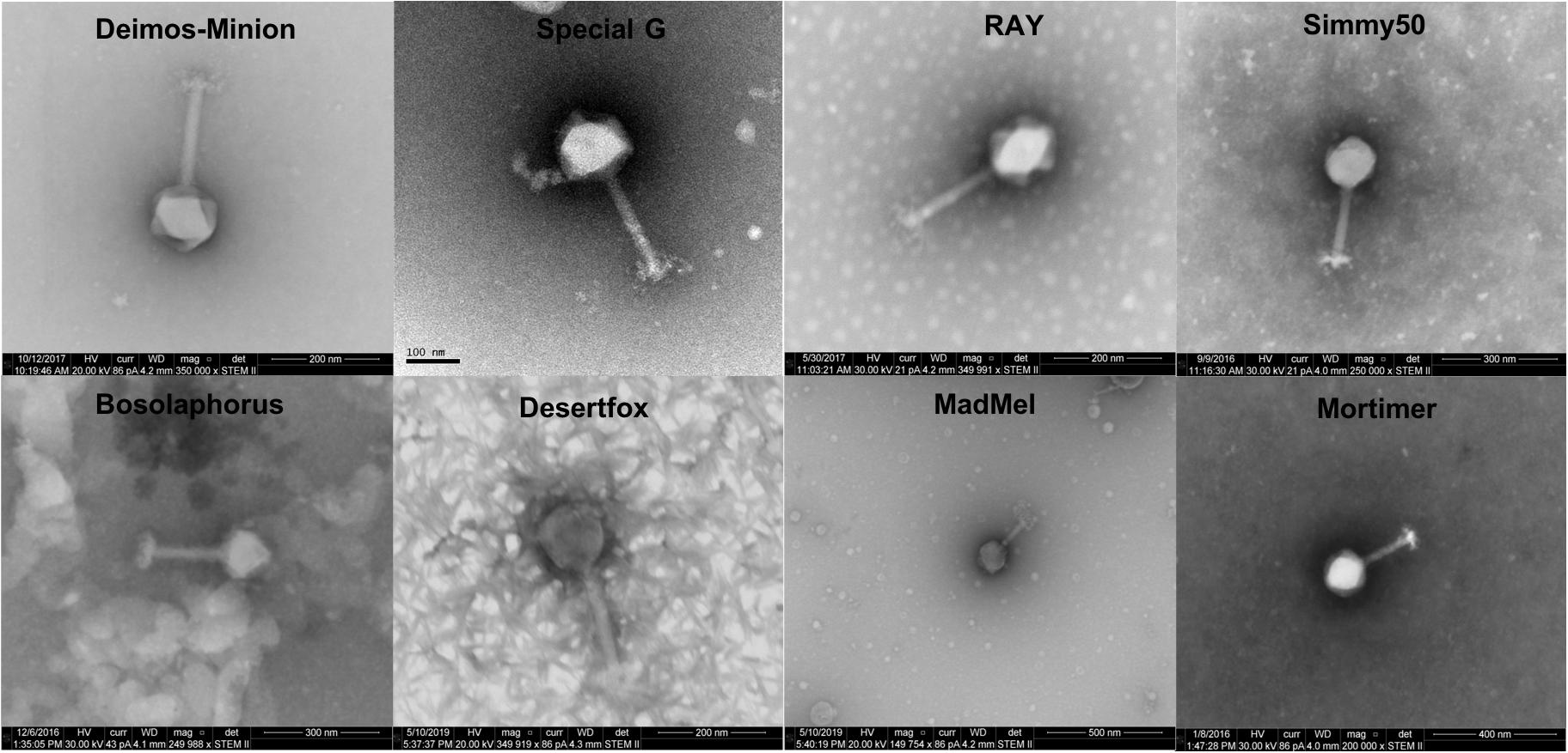 Frontiers A Novel Highly Related Jumbo Family Of Bacteriophages Images, Photos, Reviews