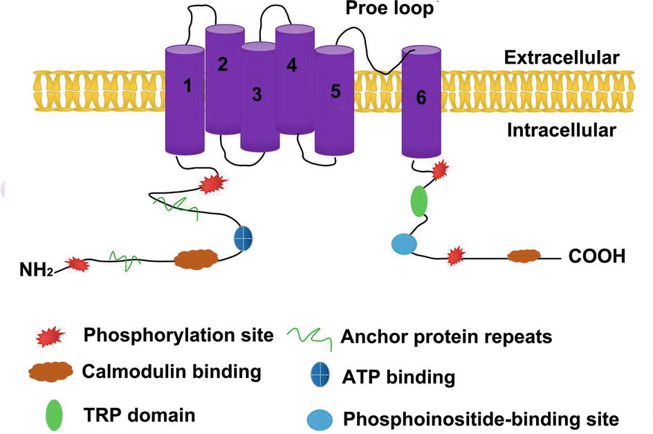 Frontiers  Transient Receptor Potential Vanilloid Subtype 1