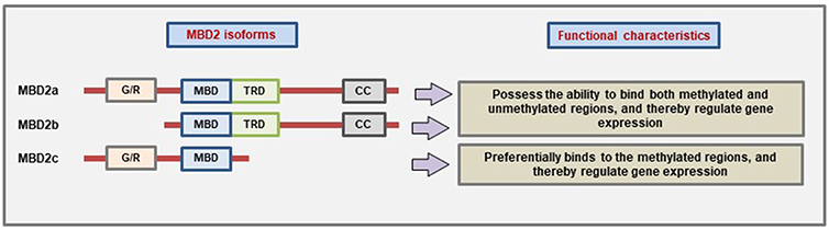 Frontiers | Mechanobiological Feedback in Pulmonary Vascular