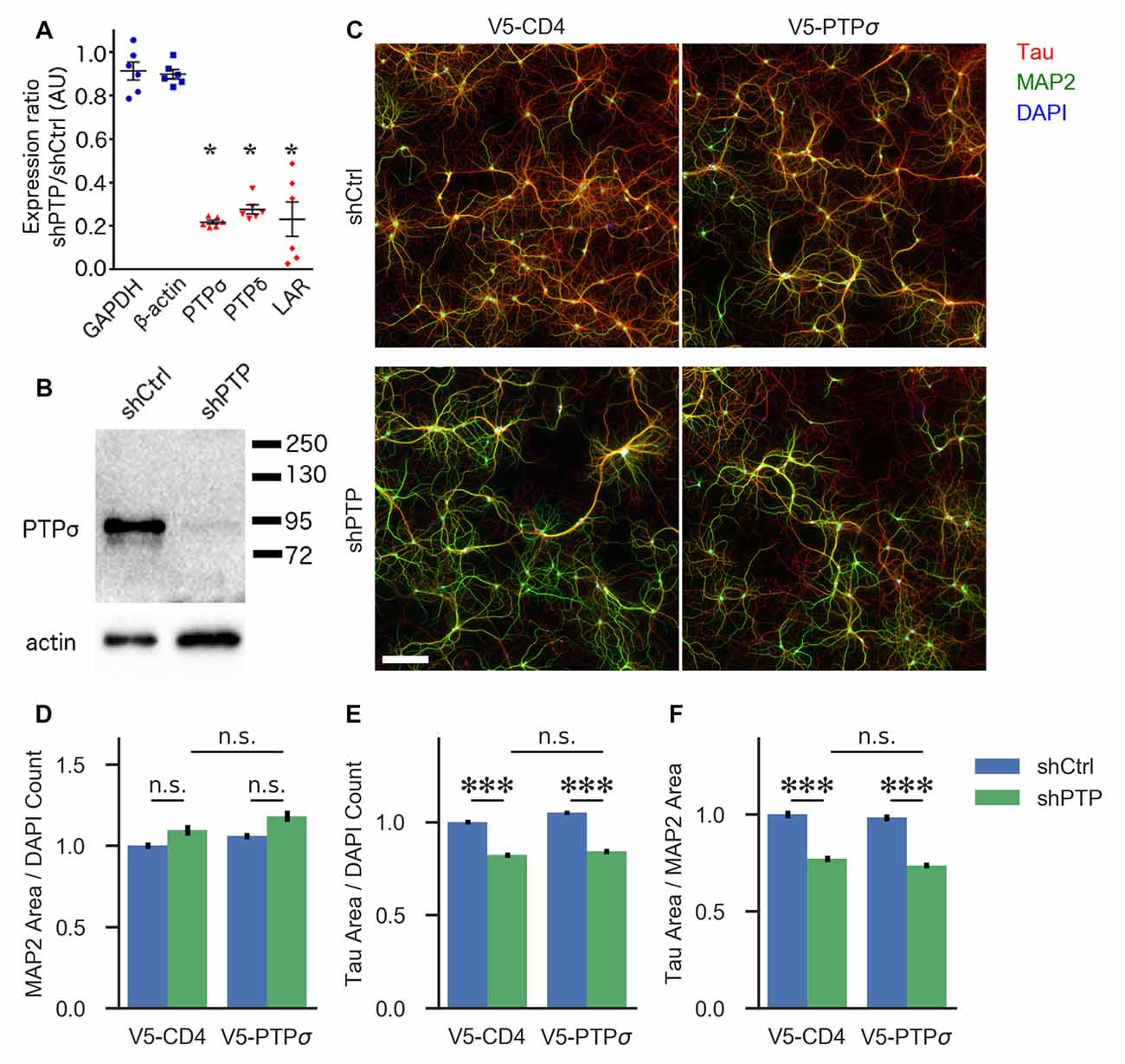 Frontiers Mechanisms Of Ptps Mediated Presynaptic Differentiation Frontiers In Synaptic Neuroscience