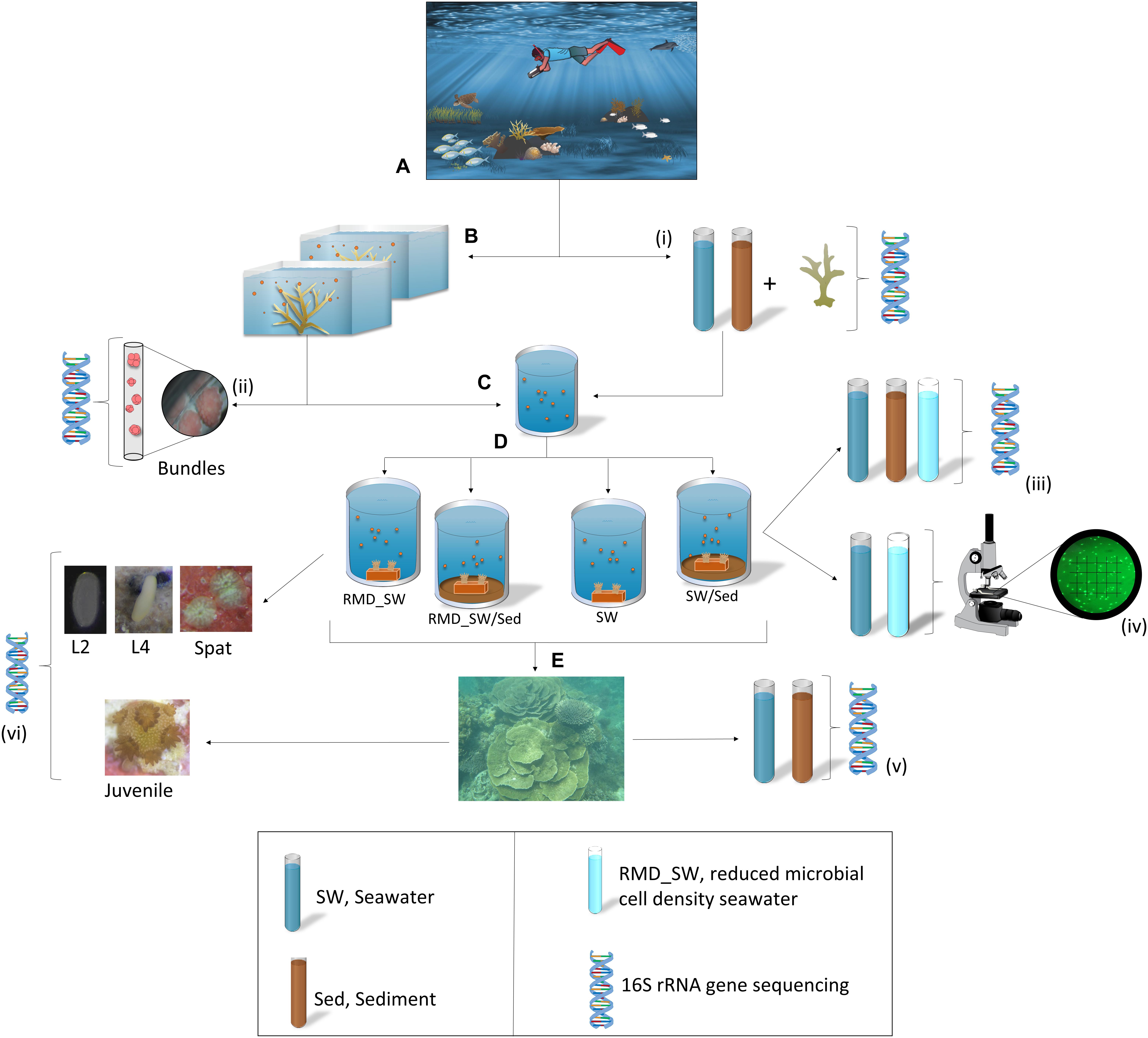 Frontiers  Rhodobacteraceae dominate the core microbiome of the