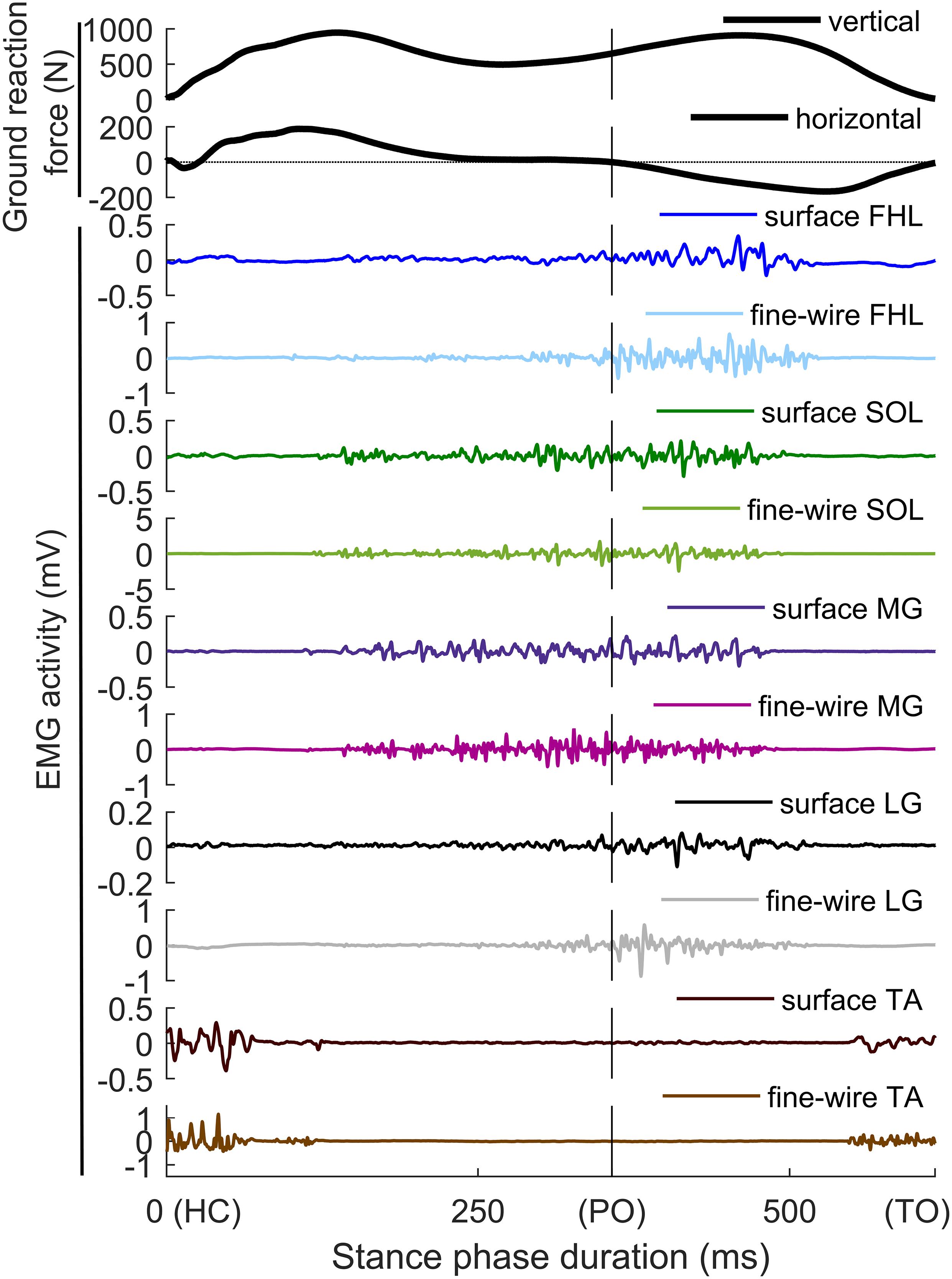 https://www.frontiersin.org/files/Articles/459537/fphys-10-01283-HTML/image_m/fphys-10-01283-g002.jpg