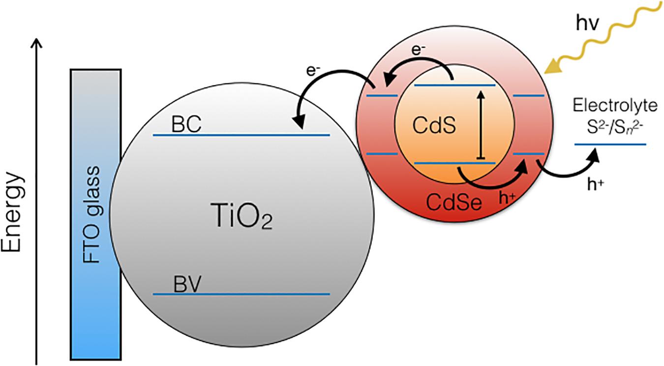 Frontiers Biological Synthesis Of Cds Cdse Core Shell