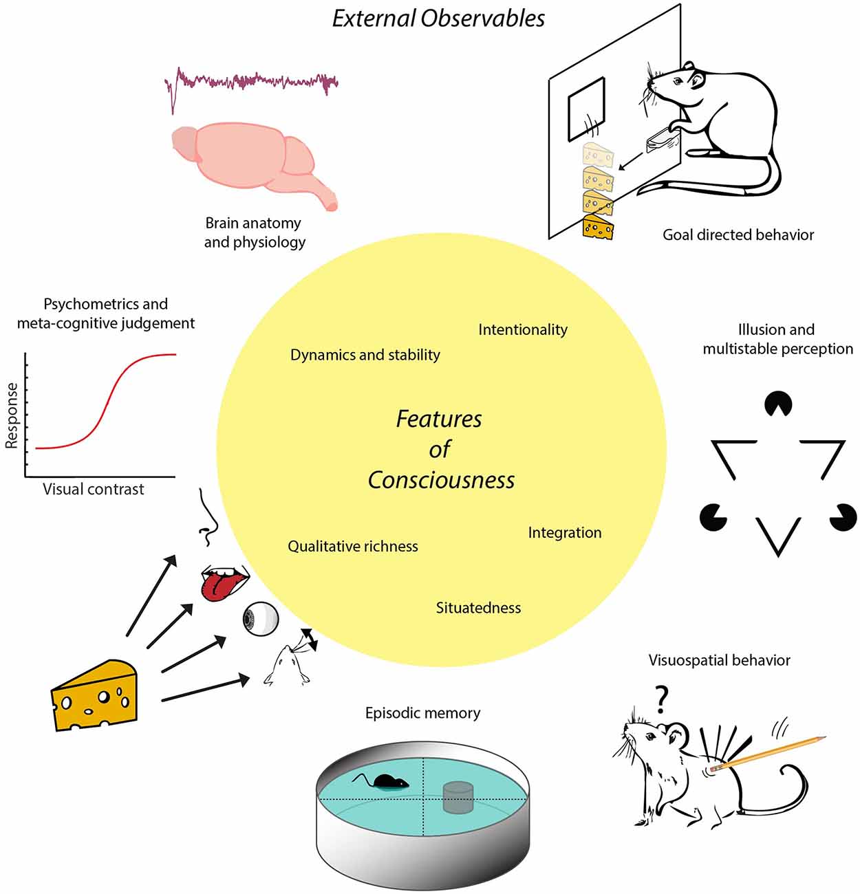 Frontiers  Decision Making as a Learned Skill in Mice and Humans