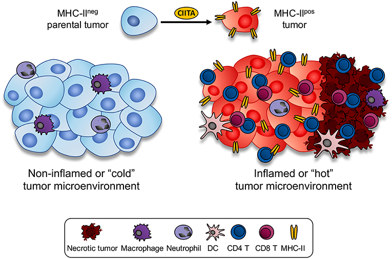 Frontiers Ciita Driven Mhc Class Ii Expressing Tumor Cells As Antigen Presenting Cell Performers Toward The Construction Of An Optimal Anti Tumor Vaccine Immunology