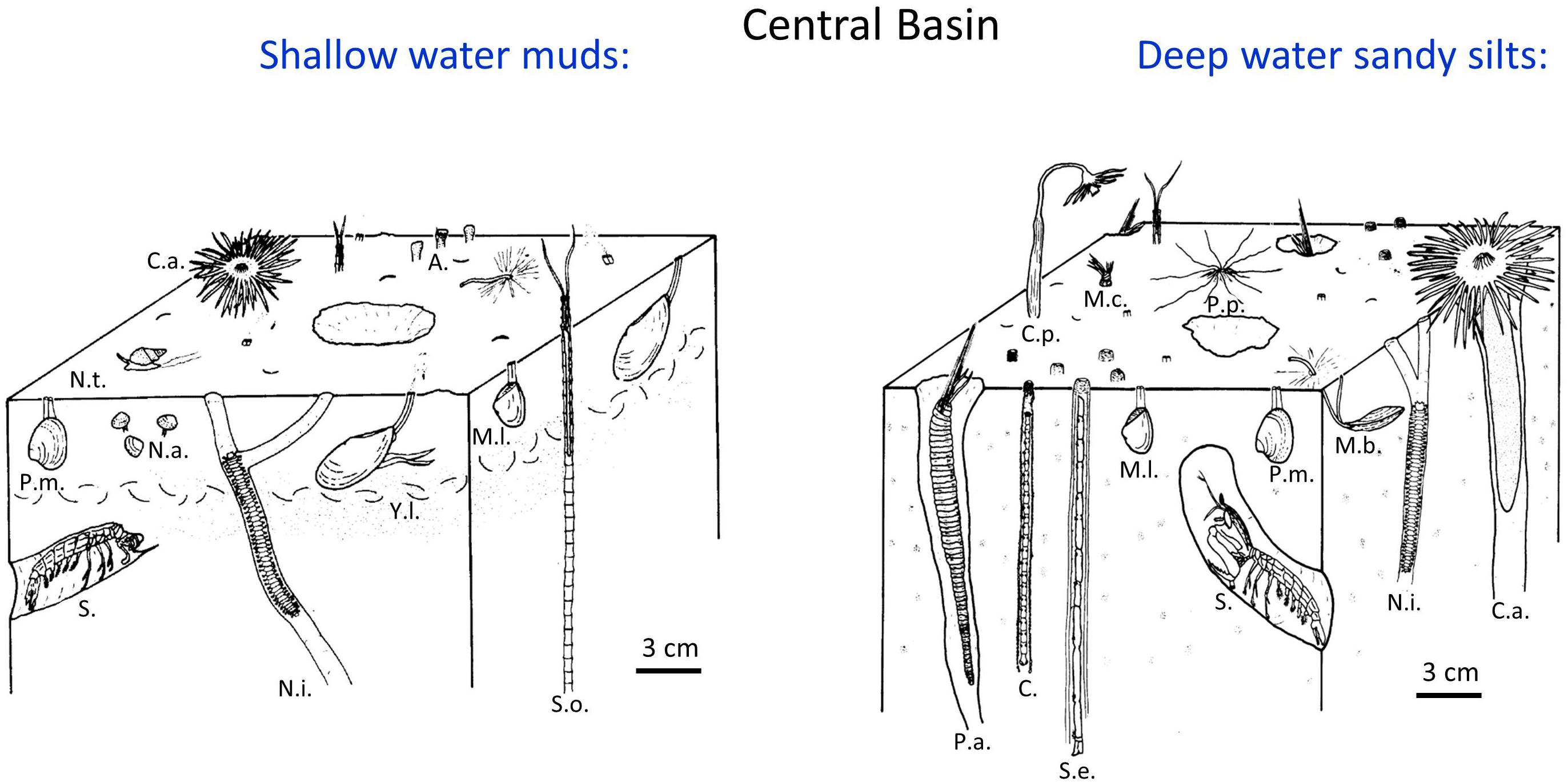 Frontiers  Sediment Bulk Density Effects on Benthic Macrofauna Burrowing  and Bioturbation Behavior