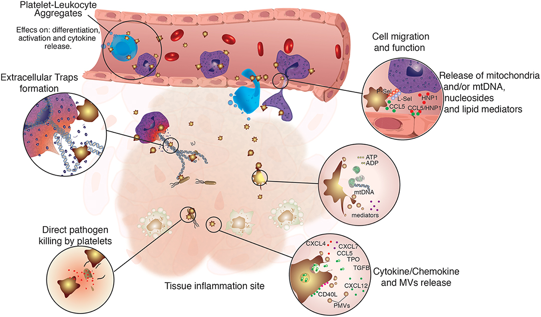 Frontiers | Regulation of Innate Immune Responses by Platelets