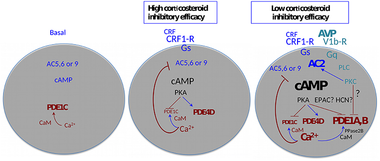 Frontiers Magnocellular Vasopressin And The Mechanism Of Glucocorticoid Escape Endocrinology