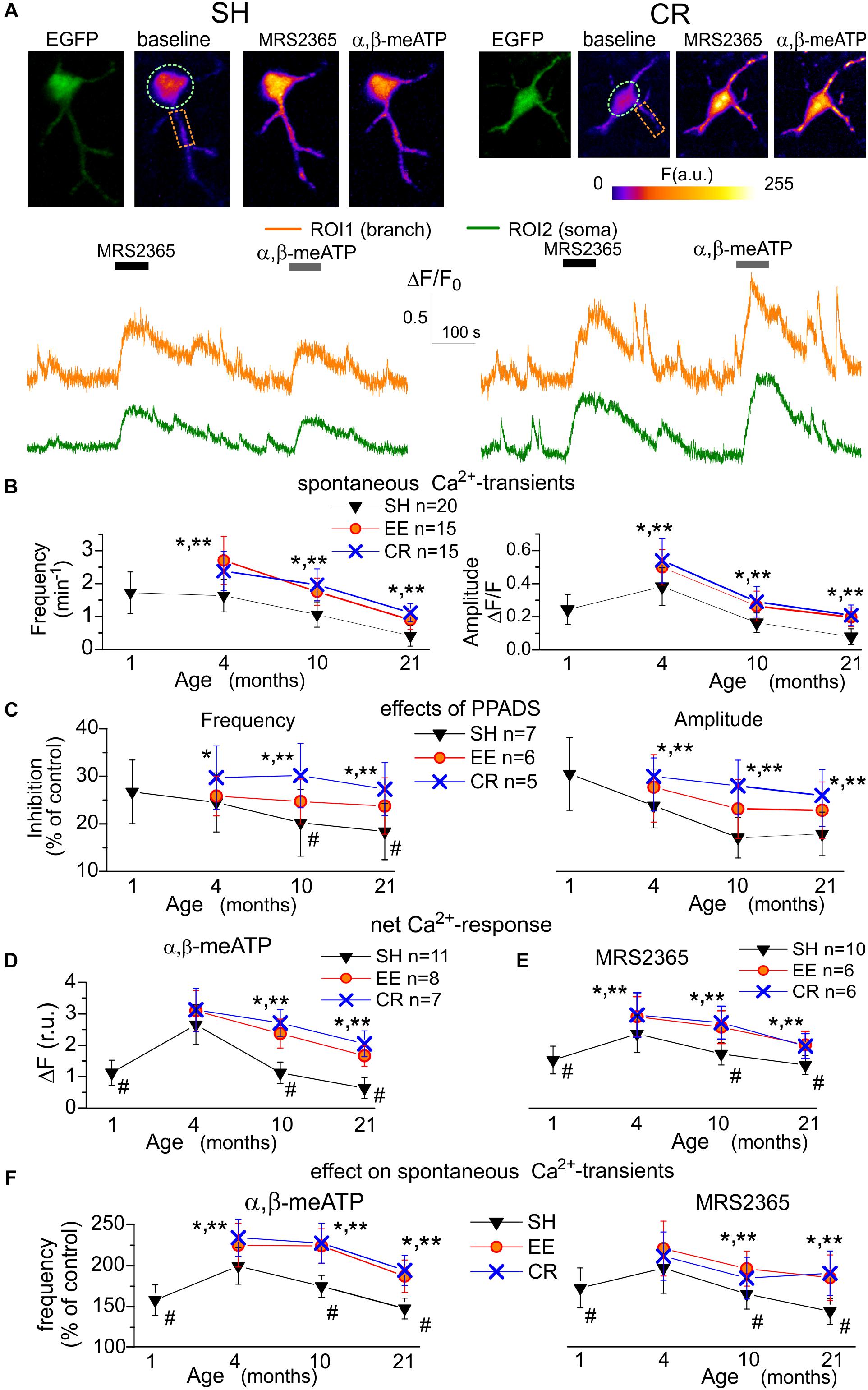 Frontiers Age and Experience Related Plasticity of ATP Mediated Signaling in the Neocortex
