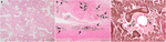 www.frontiersin.org