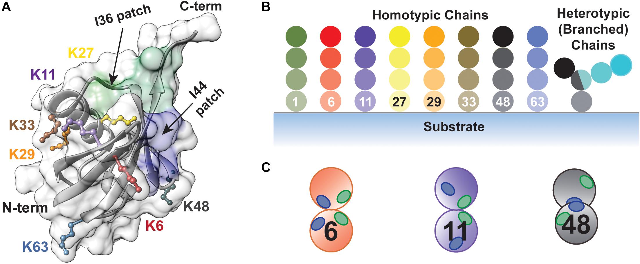 Frontiers | Enzymatic Logic of Ubiquitin Chain Assembly | Physiology