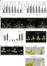 Frontiers | Overexpression of Medicago MtCDFd1_1 Causes Delayed ...