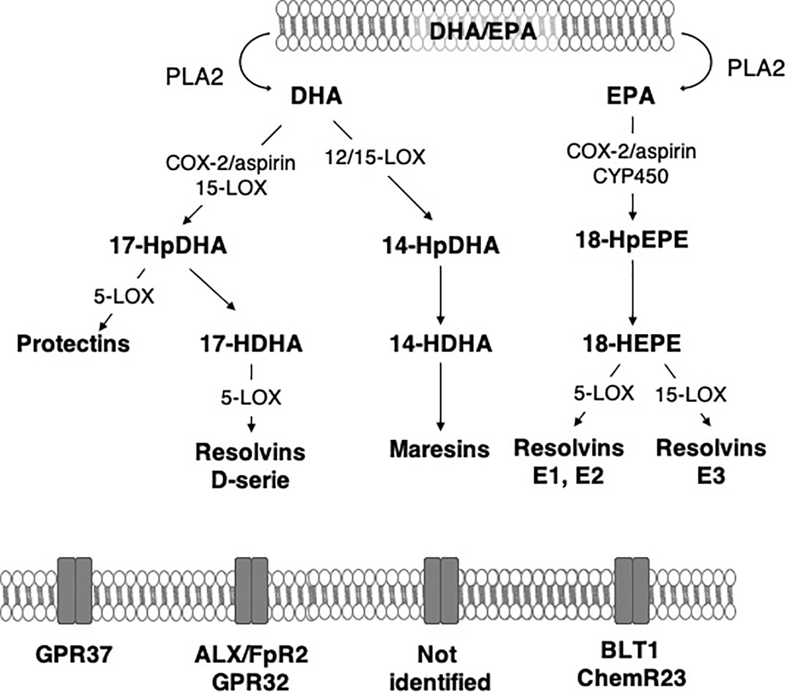 Frontiers N 3 Polyunsaturated Fatty Acids And The Resolution Of Neuroinflammation Pharmacology