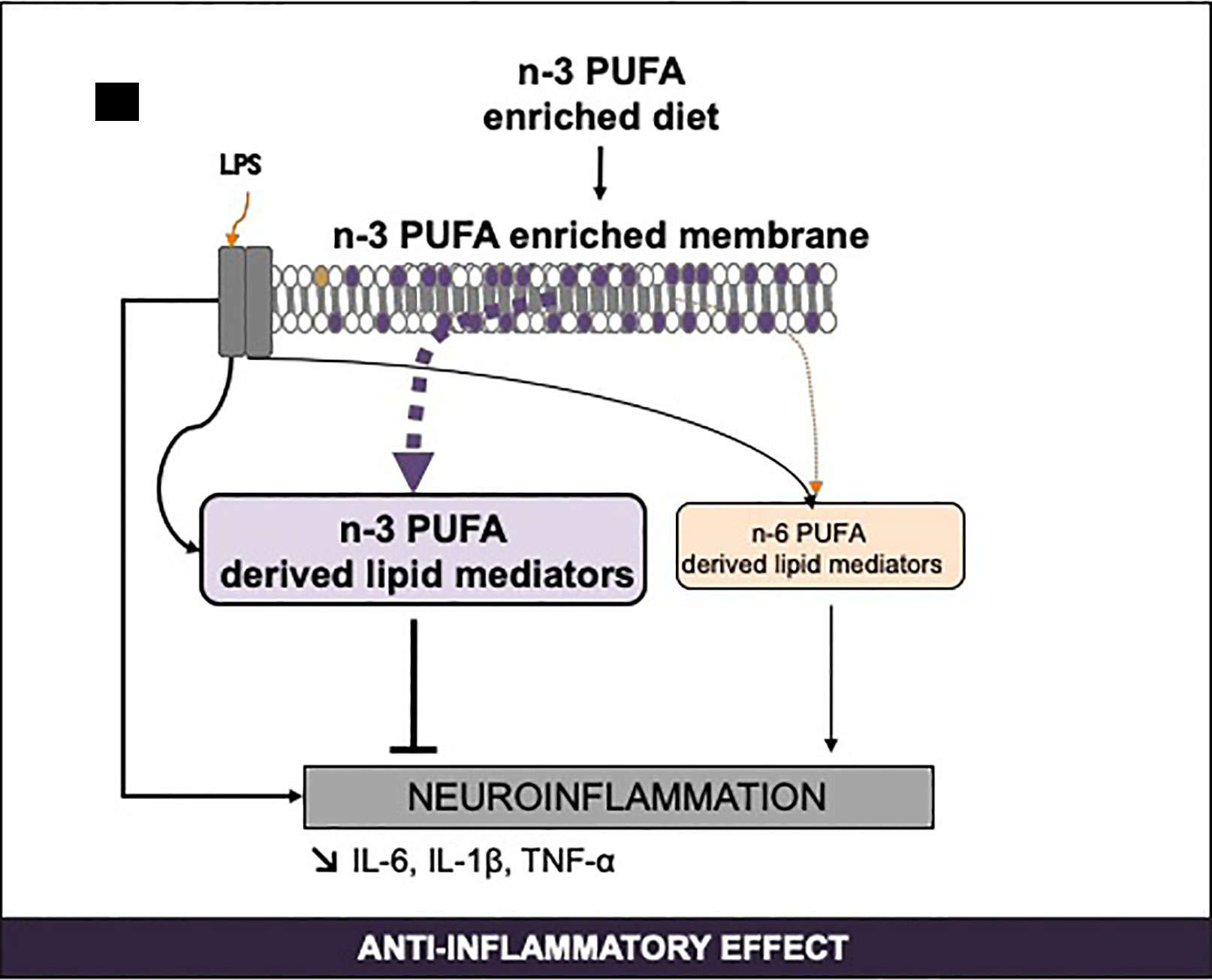 Frontiers N 3 Polyunsaturated Fatty Acids And The Resolution Of Neuroinflammation Pharmacology