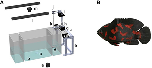 Frontiers  Zebrafish Adjust Their Behavior in Response to an Interactive  Robotic Predator