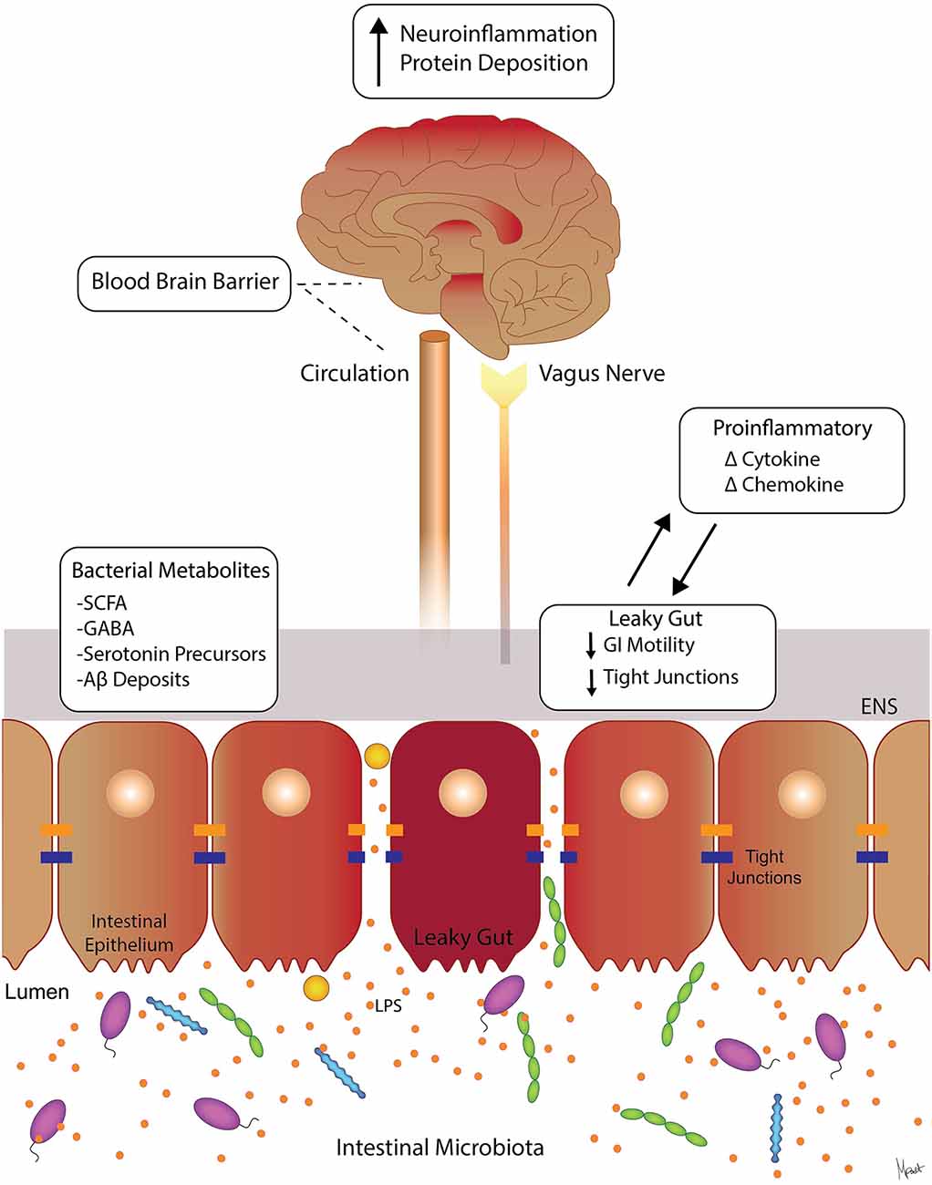 brain-gut-microbiota axis and dementia에 대한 이미지 검색결과