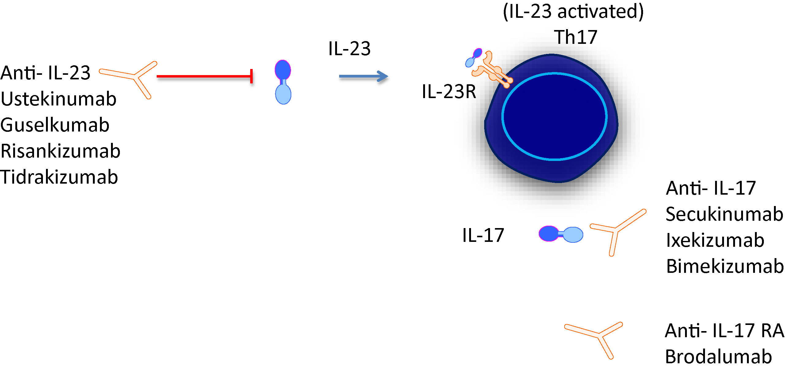 Frontiers Mini Review New Treatments In Psoriatic Arthritis Focus On The Il 23 17 Axis Pharmacology