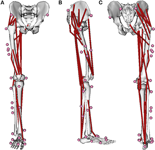 Electromyographic evaluation of upper limb muscles involved in armwrestling  sport simulation during dynamic and static conditions - ScienceDirect