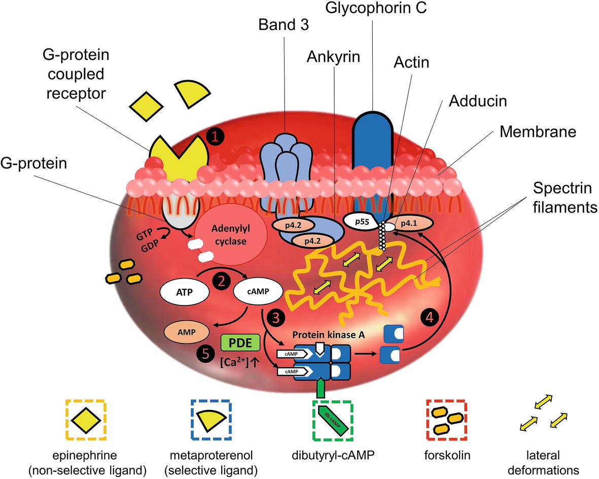 Frontiers | The Effects of Different Pathways Adenylyl Cyclase Stimulation on Red Blood Cells Deformability
