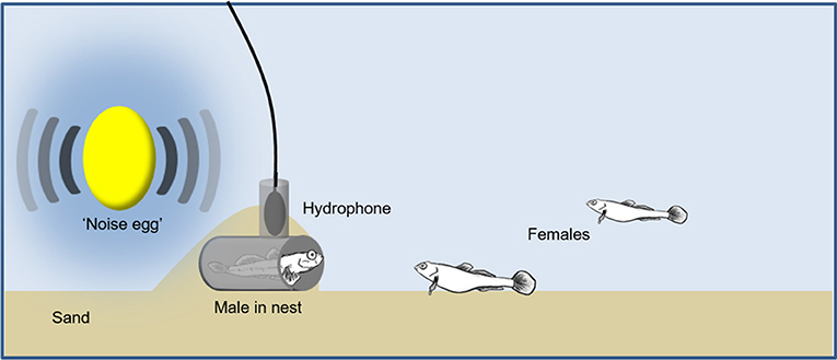 Figure 1 - Dispositif expérimental visant à étudier les effets du bruit sur la communication des poissons.