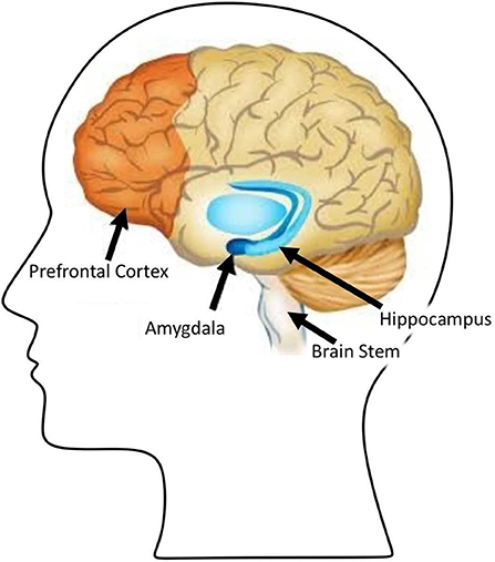 Figure 1 - When making a decision, various parts of the brain are activated, including the brain stem, pre-frontal cortex, hippocampus, and amygdala.