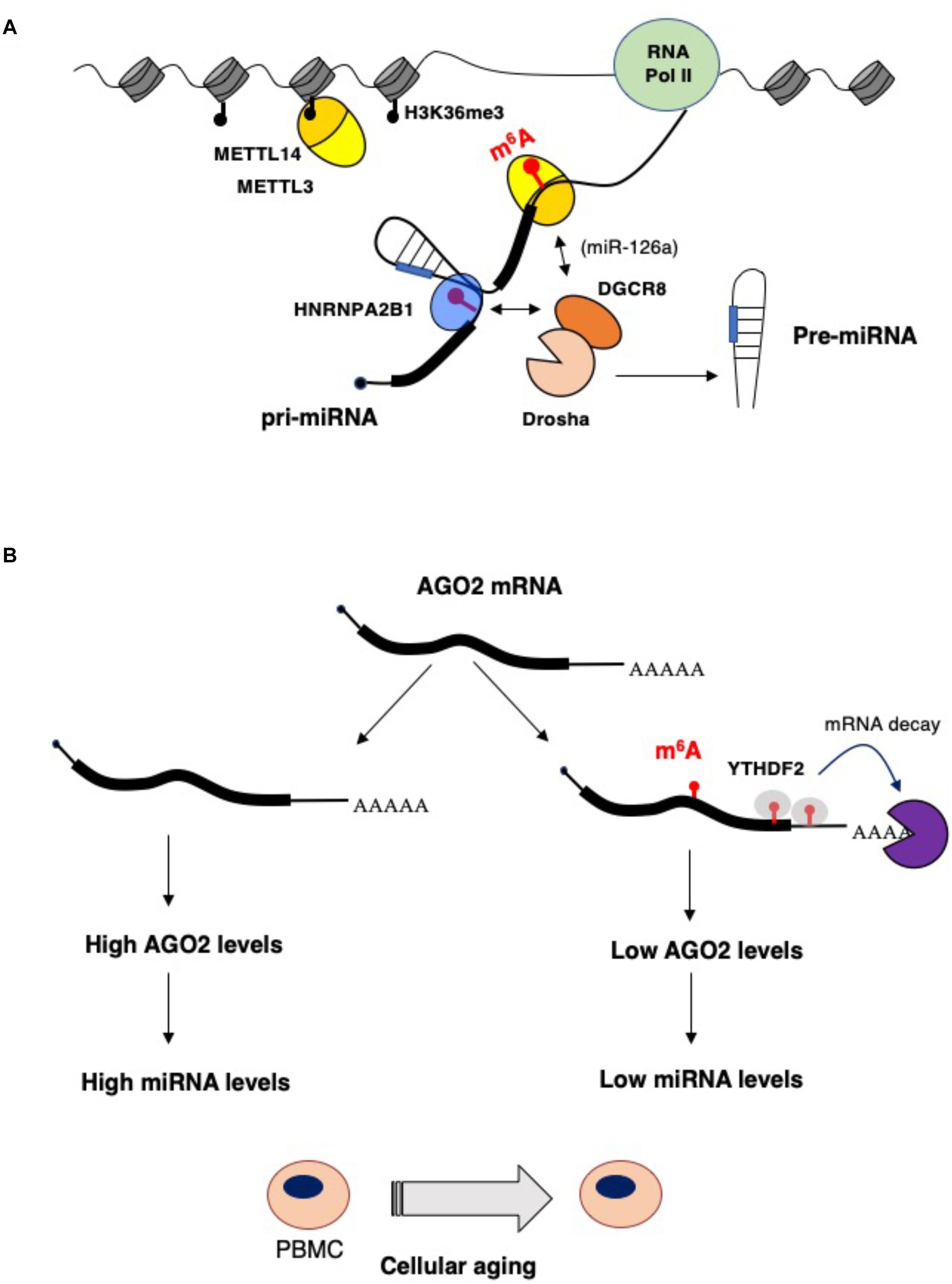 Frontiers Interplay Between N6 Methyladenosine M6a And Non Coding Rnas In Cell Development And Cancer Cell And Developmental Biology