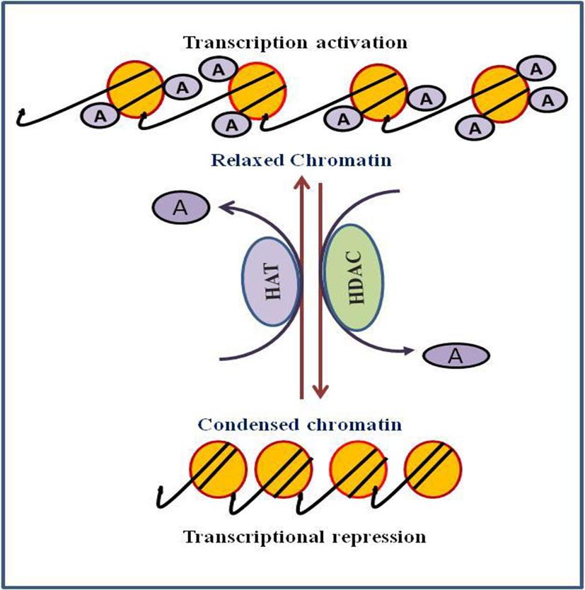 Genes involved in histone acetylation known to cause rare diseases