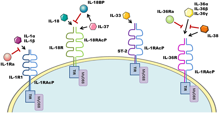 Interleukin-1 (IL-1) Pathway