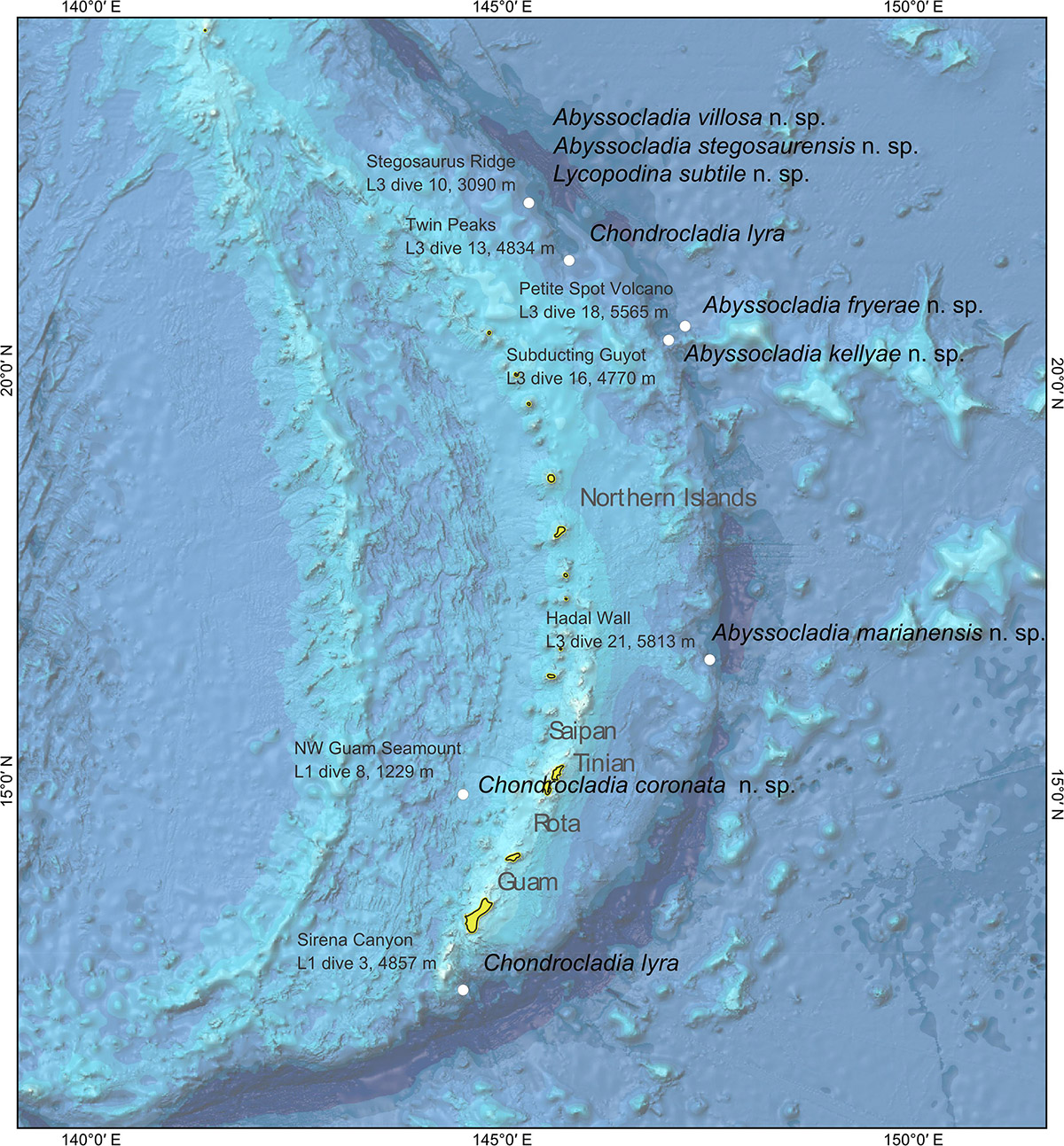 Frontiers Deep Sea Carnivorous Sponges From The Mariana Islands