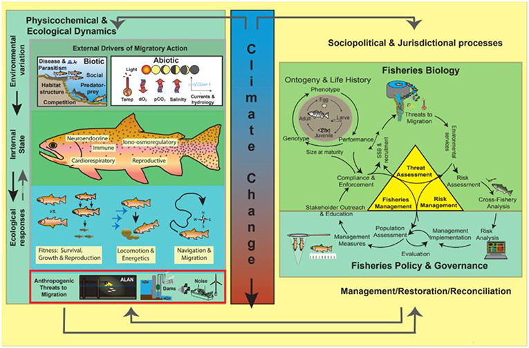 Frontiers One Hundred Pressing Questions On The Future Of Global Fish Migration Science Conservation And Policy Ecology And Evolution