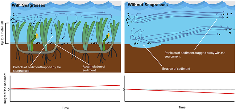 Figure 3 - Seagrasses help to trap sediment particles transported by sea currents.