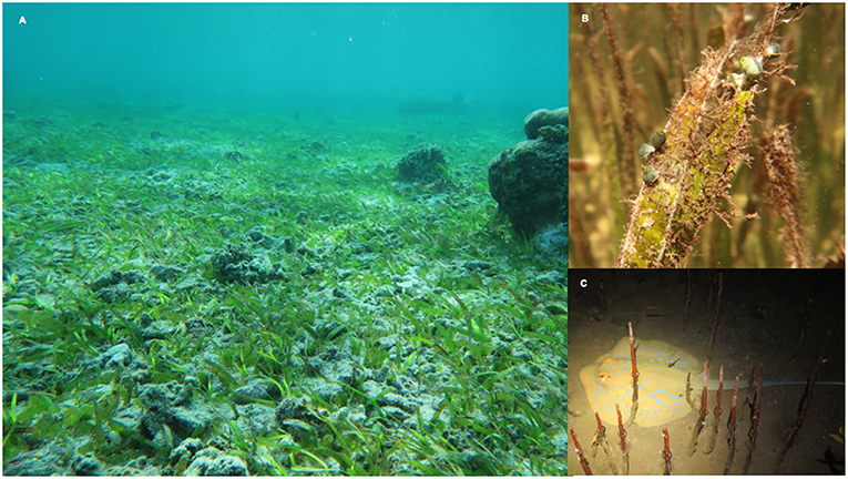 Figure 4 - (A) Seagrass meadow.