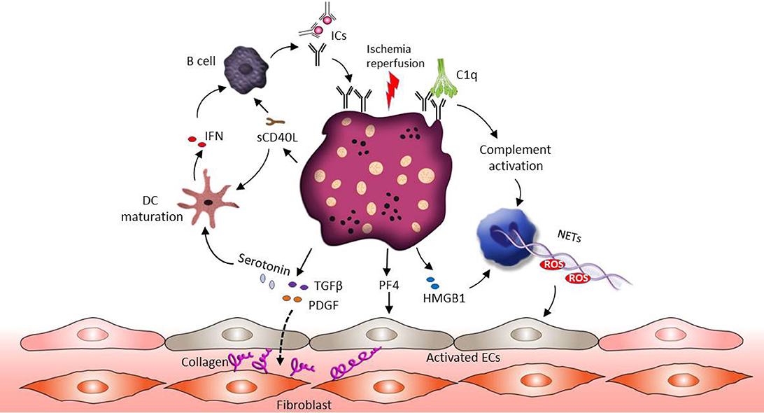 Frontiers Platelets In Skin Autoimmune Diseases